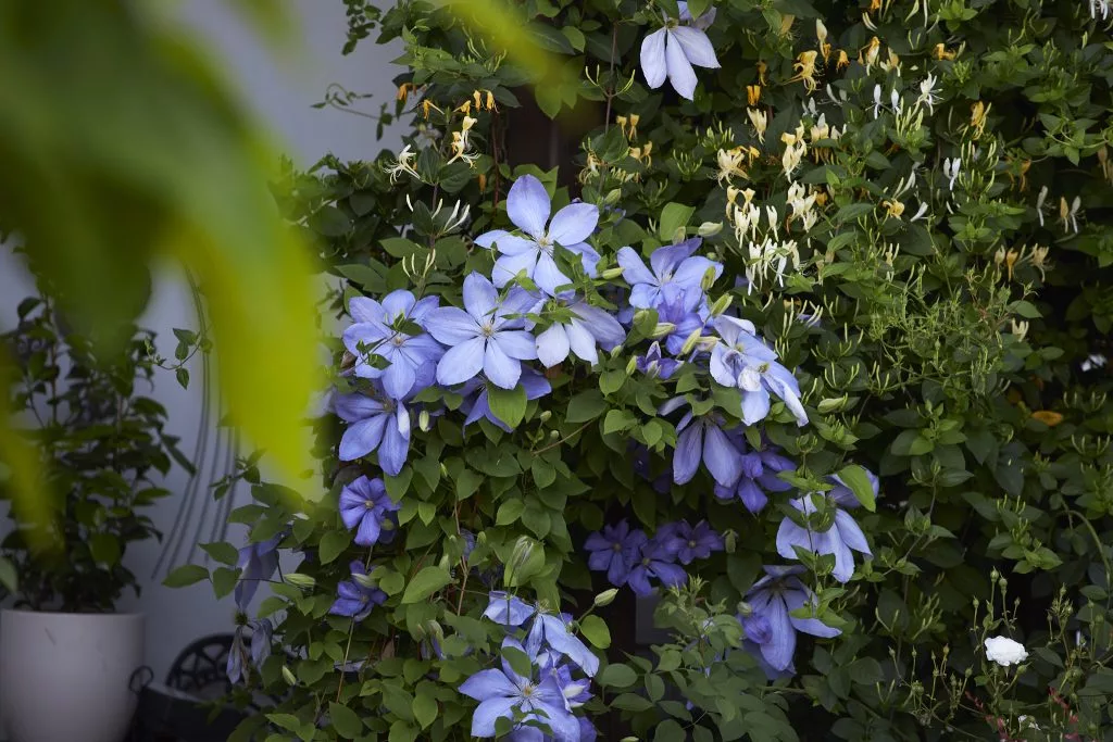 Clematită înflorită într-o grădină din ARIA Residences